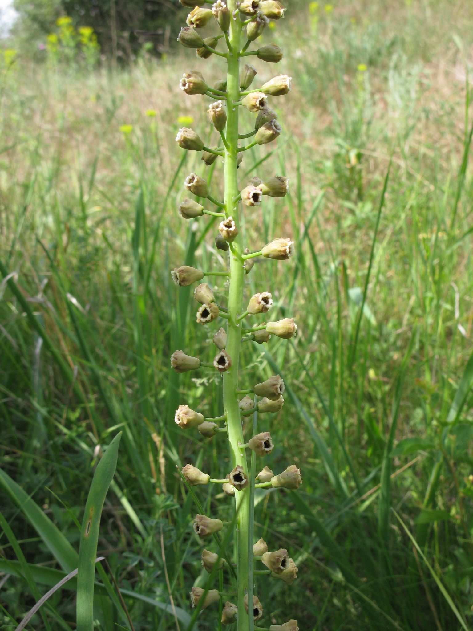 Antherospora vaillantii