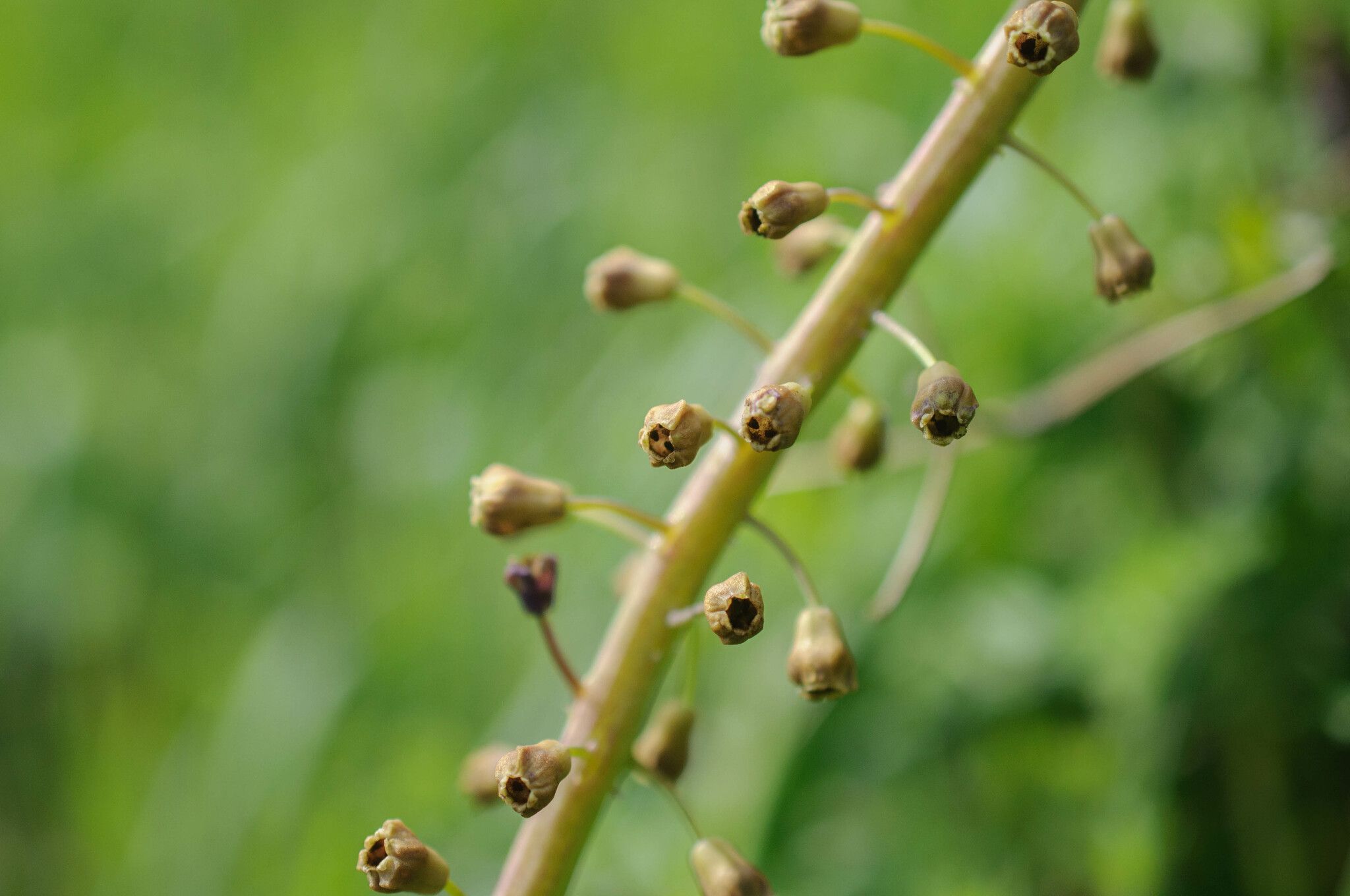 Antherospora vaillantii