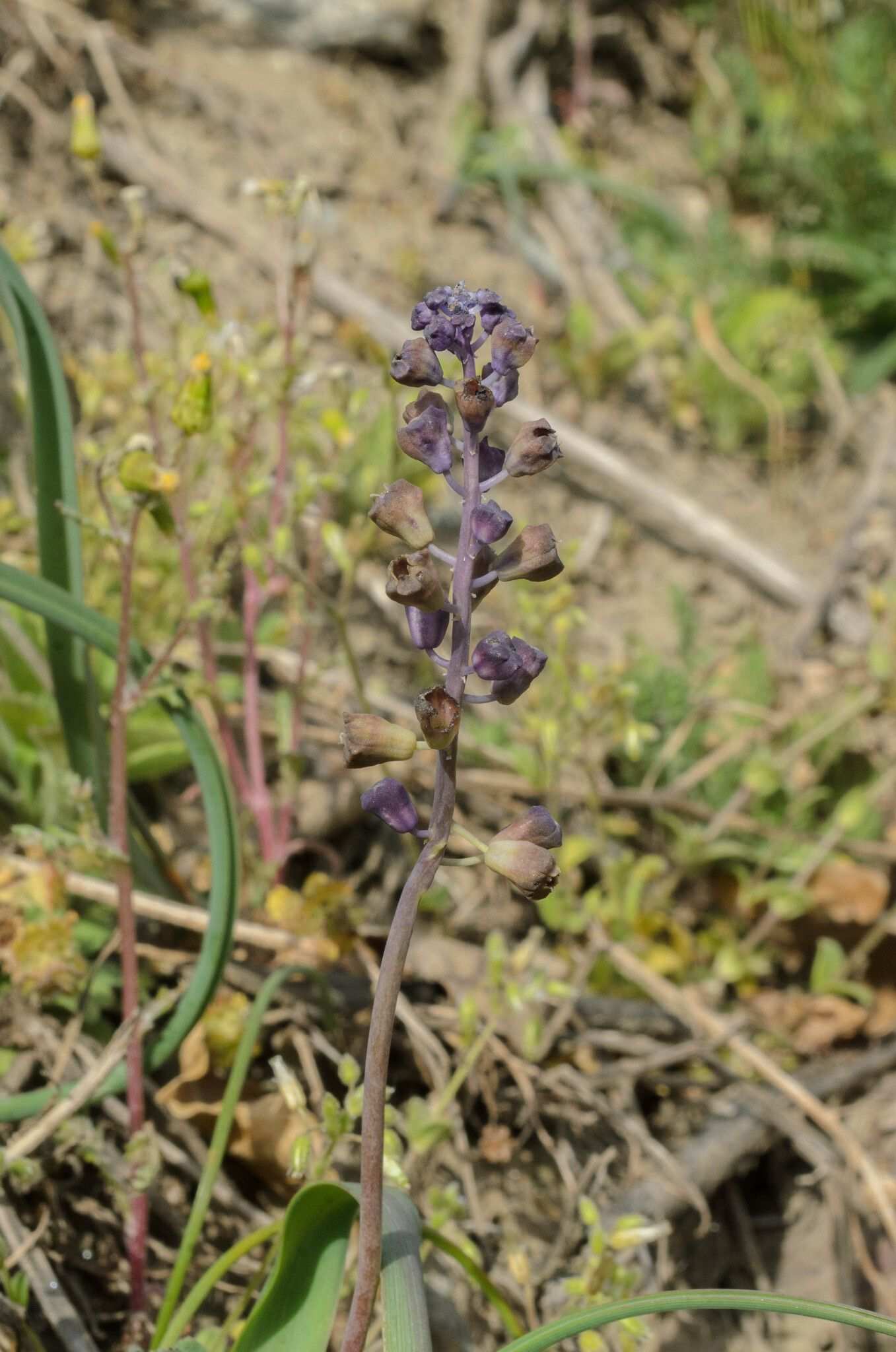 Antherospora vaillantii