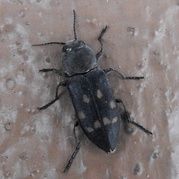 Melanophila
