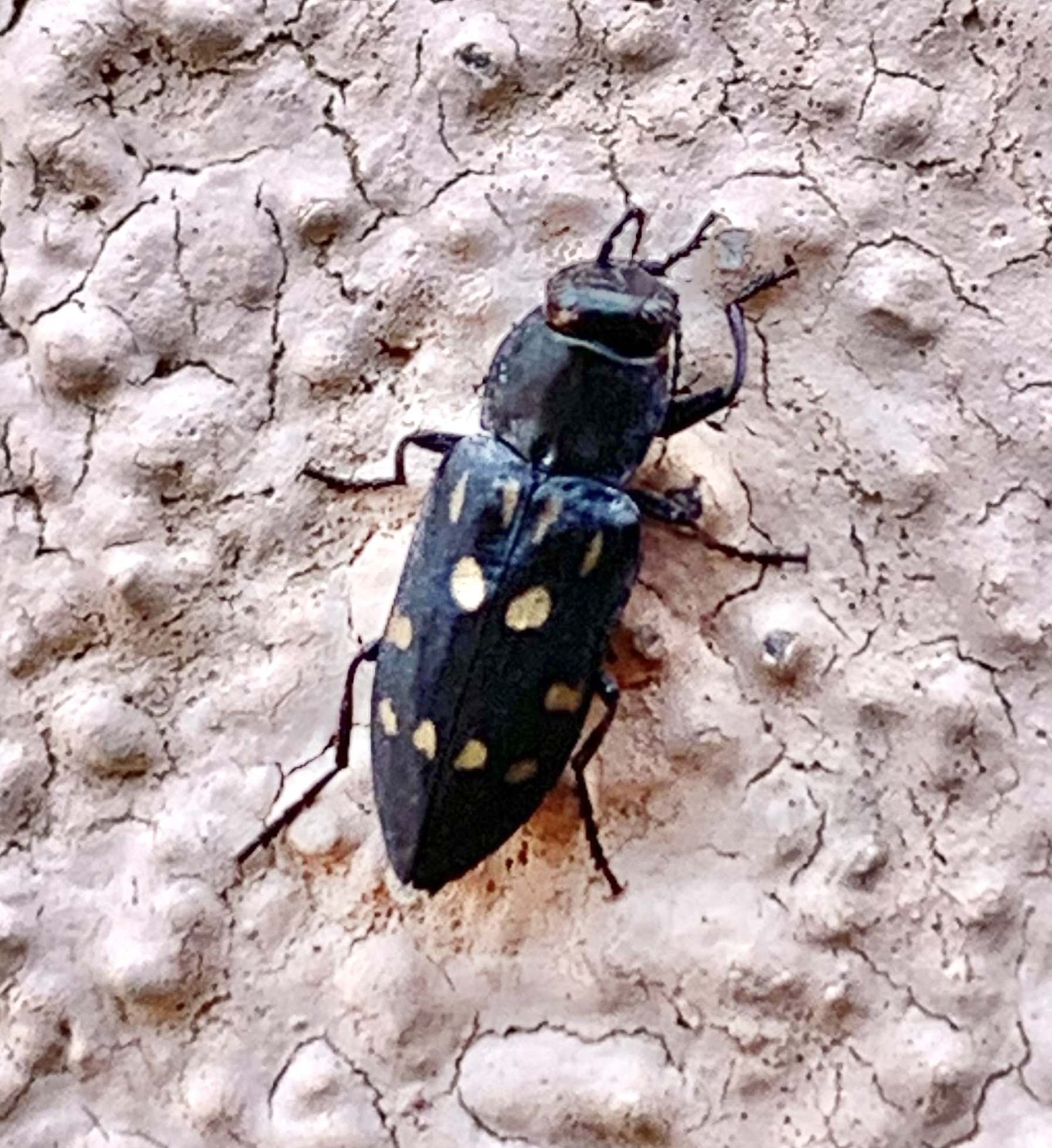 Melanophila