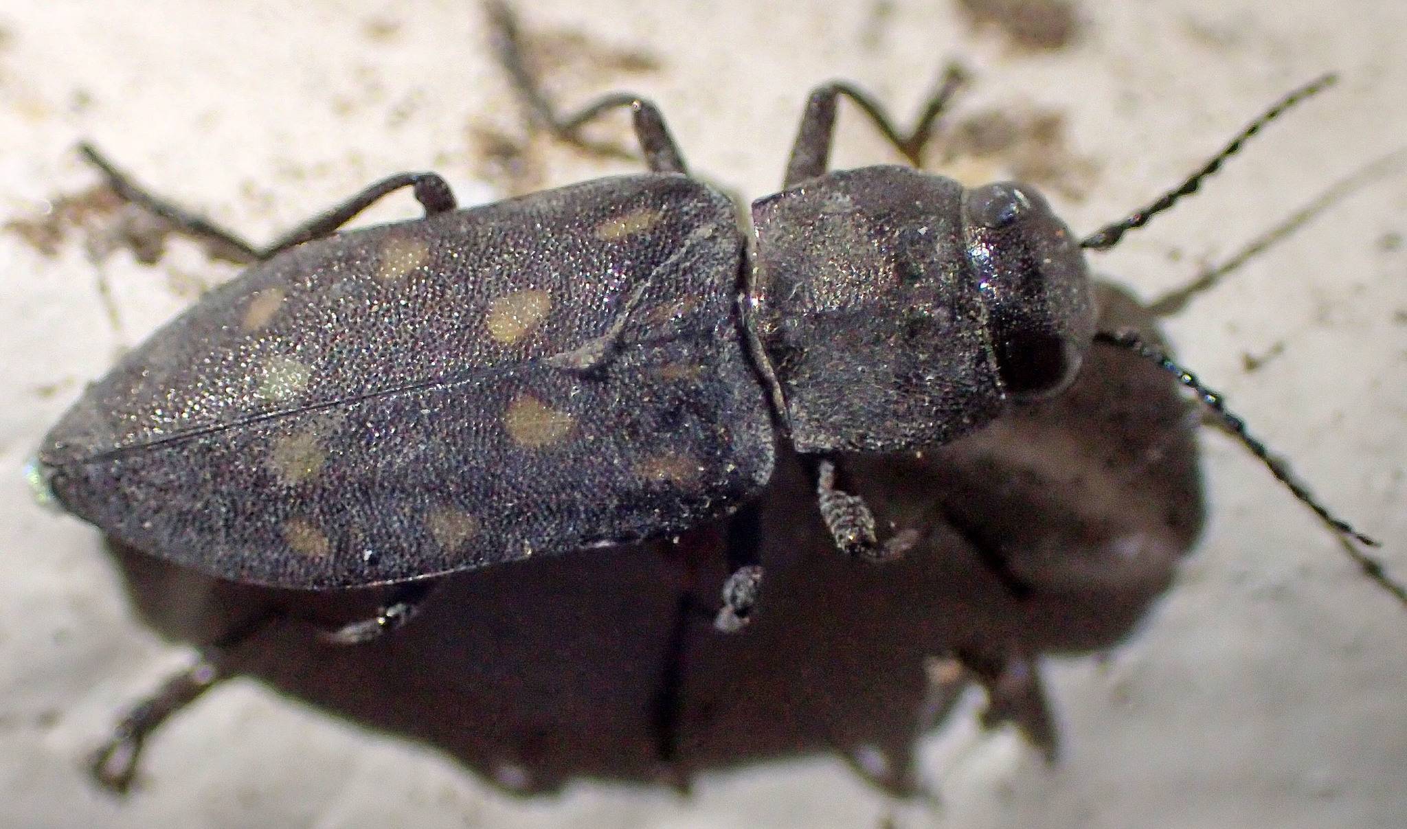 Melanophila