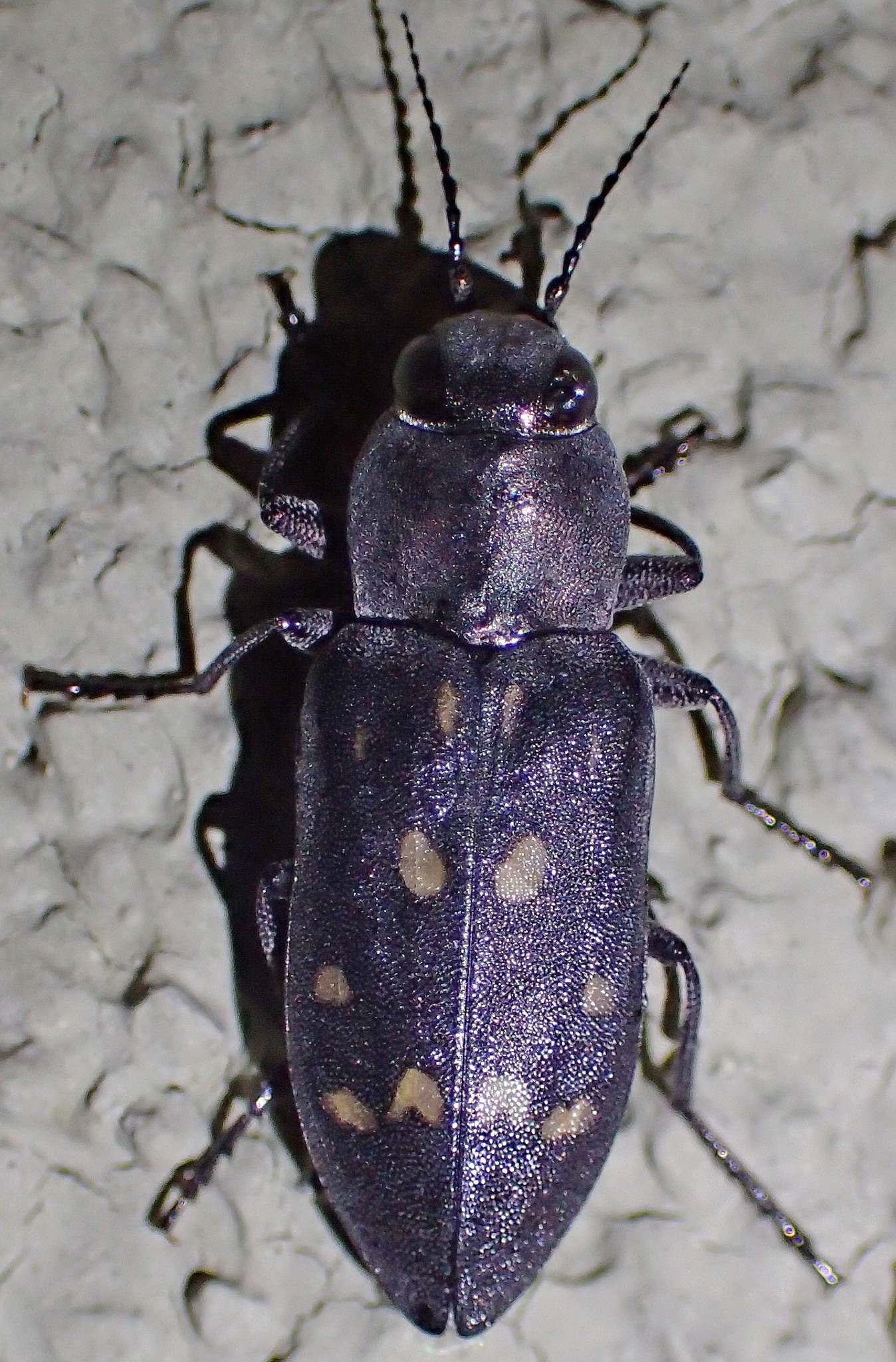 Melanophila