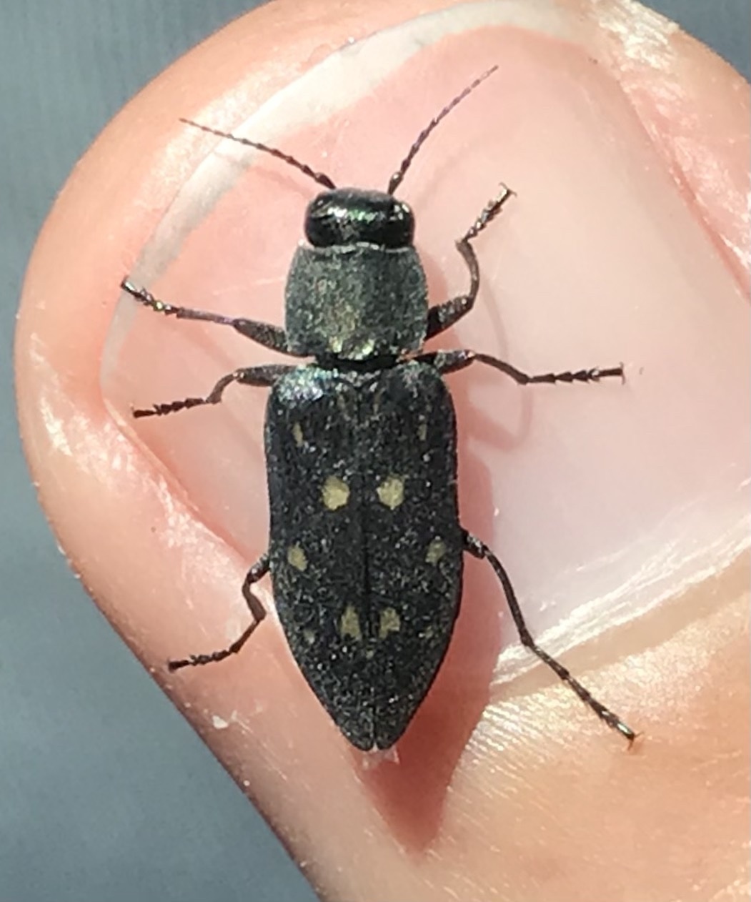 Melanophila