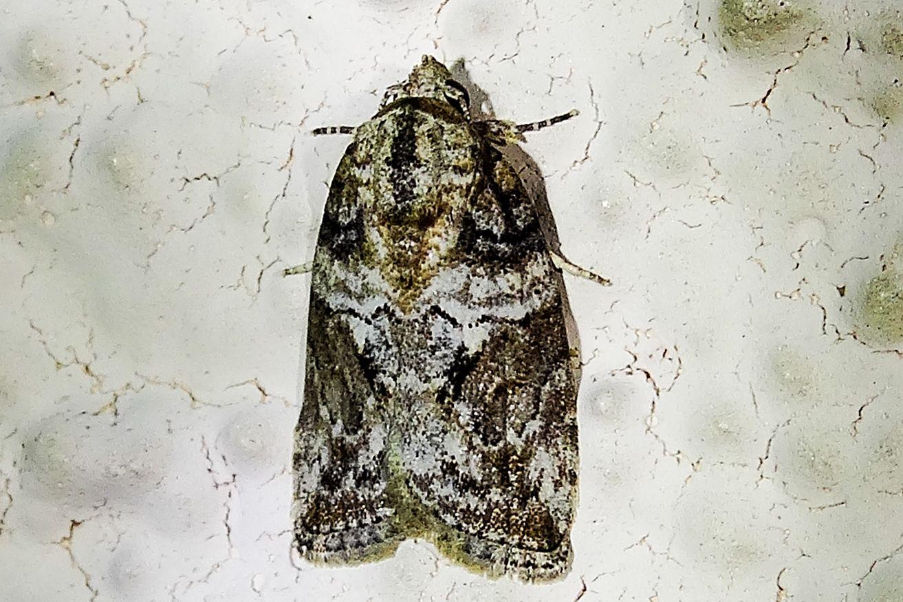 Characoma