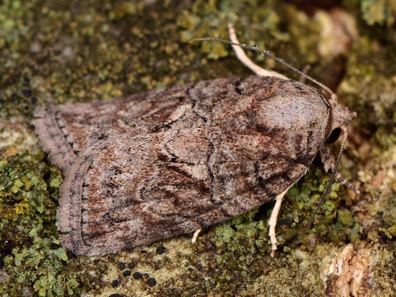 Characoma