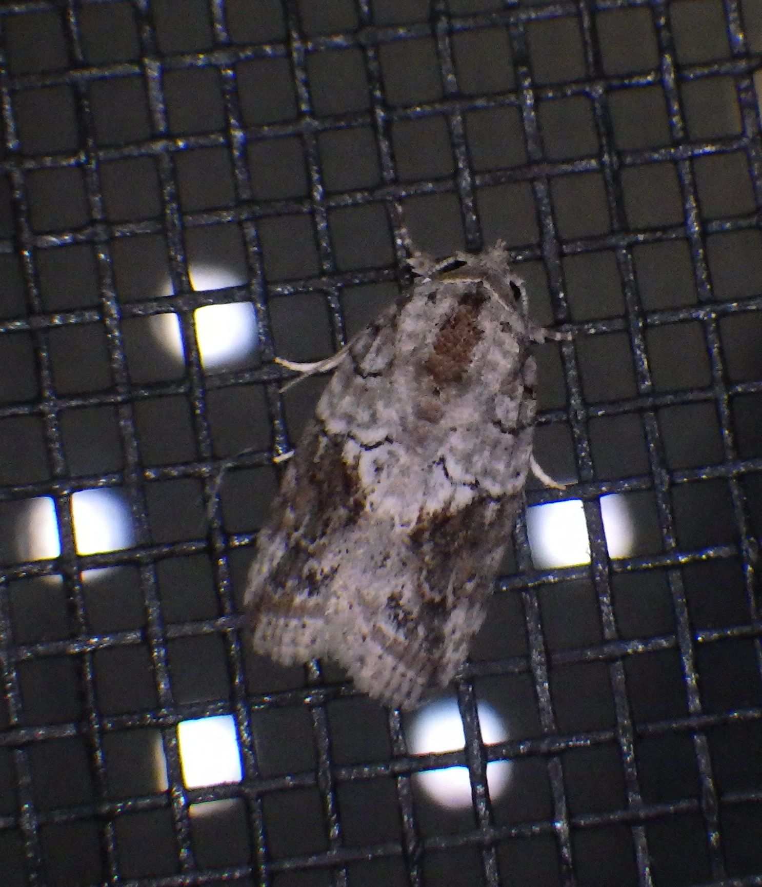 Characoma