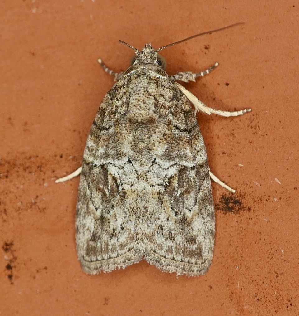 Characoma