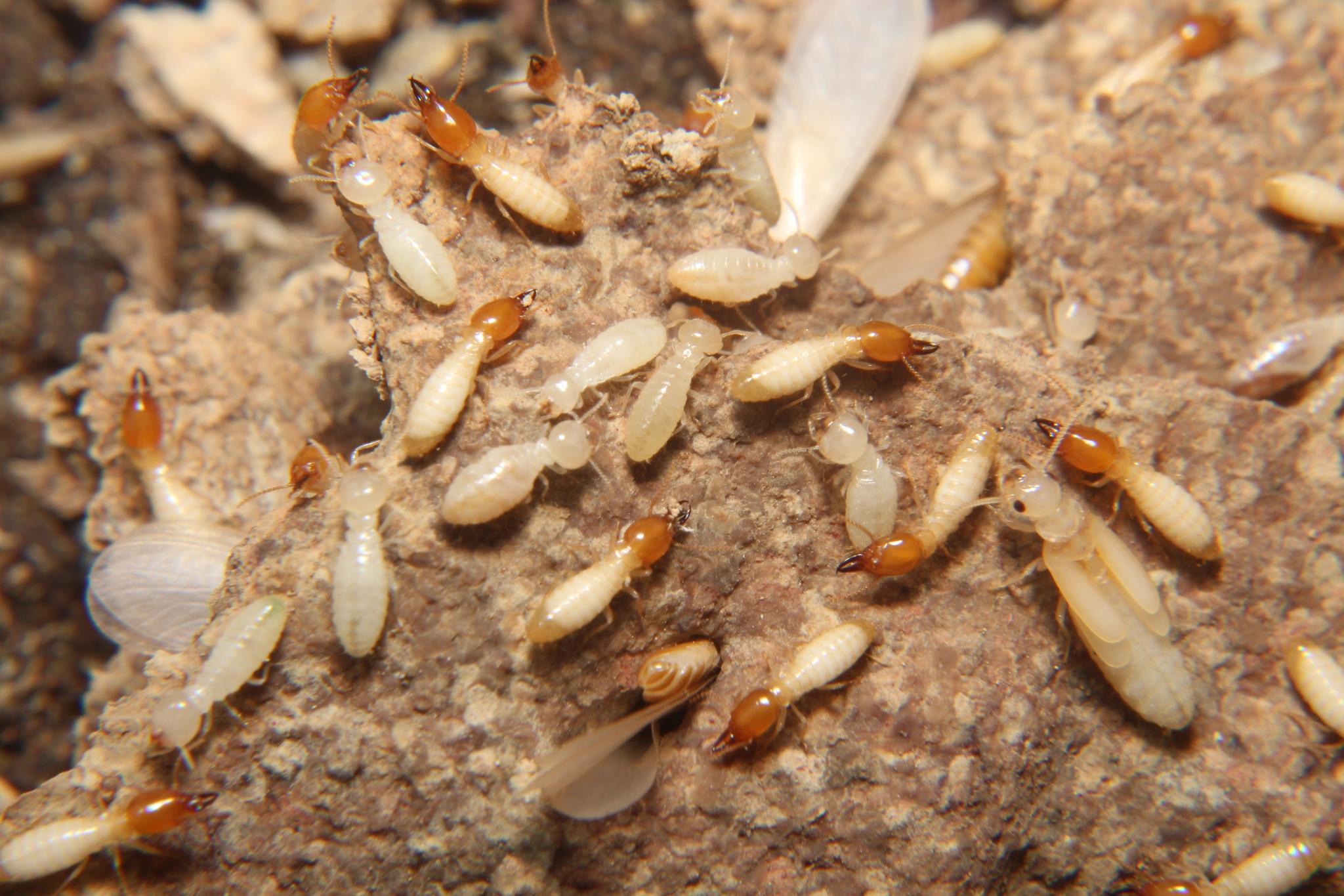Coptotermes gestroi