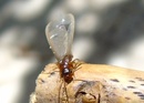 Coptotermes gestroi
