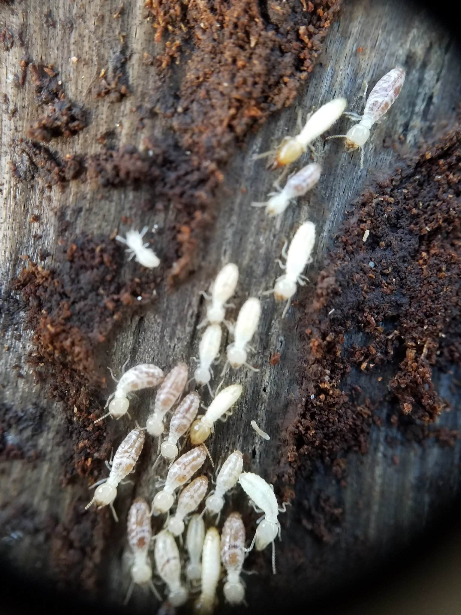 Coptotermes gestroi