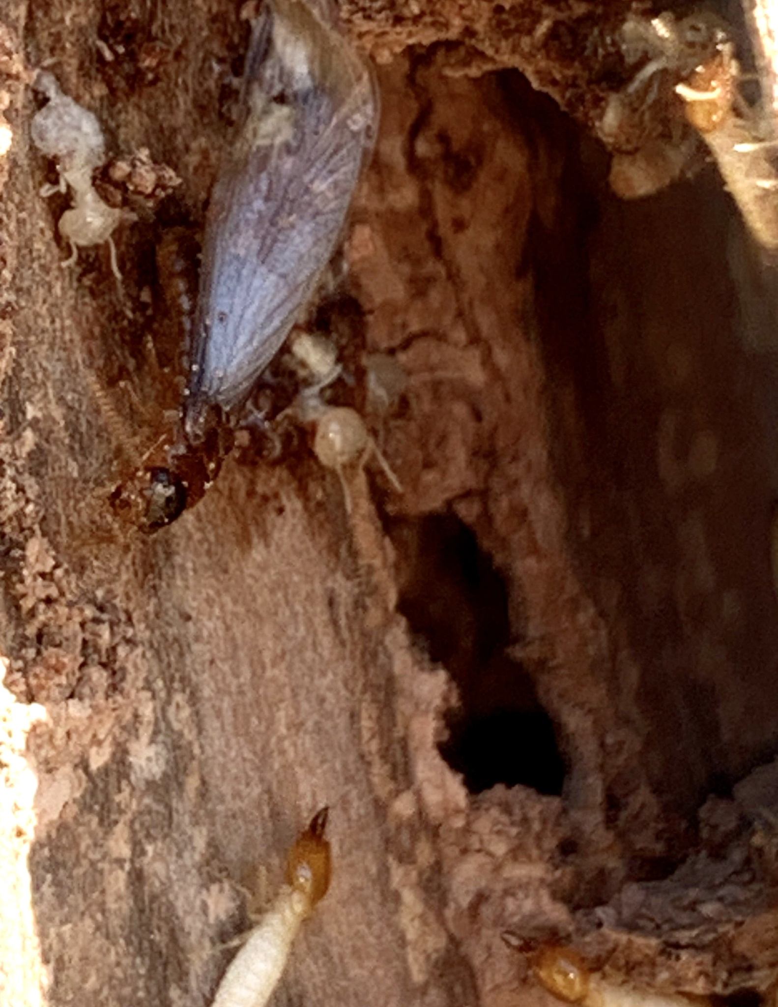 Coptotermes gestroi