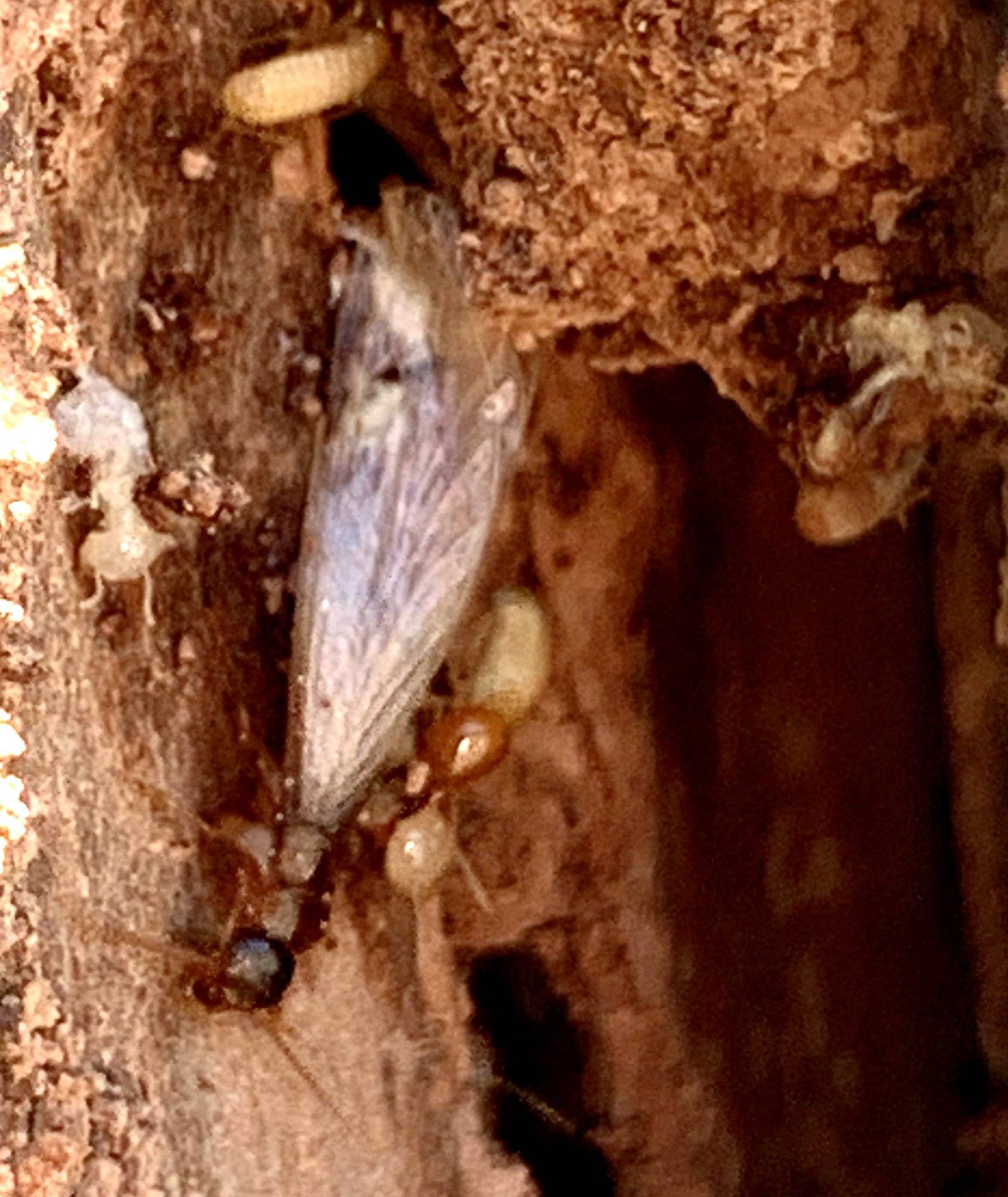 Coptotermes gestroi