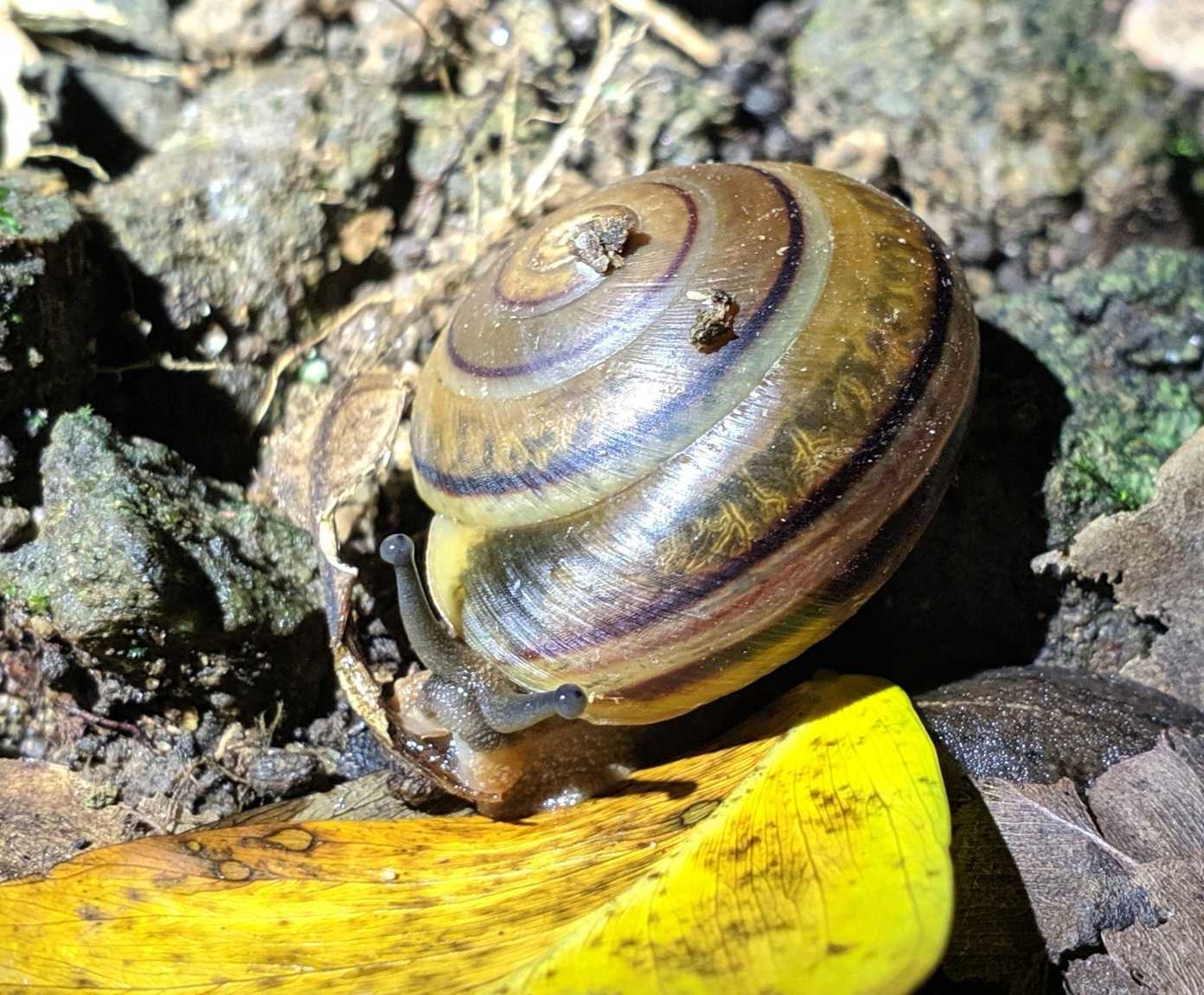 Pleurodonte orbiculata