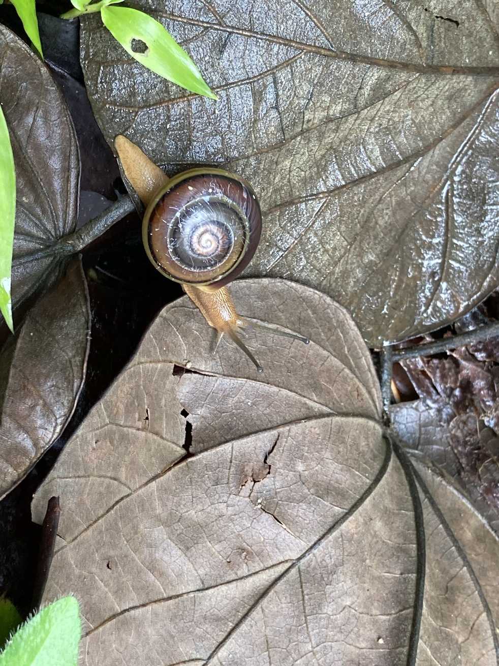 Pleurodonte orbiculata