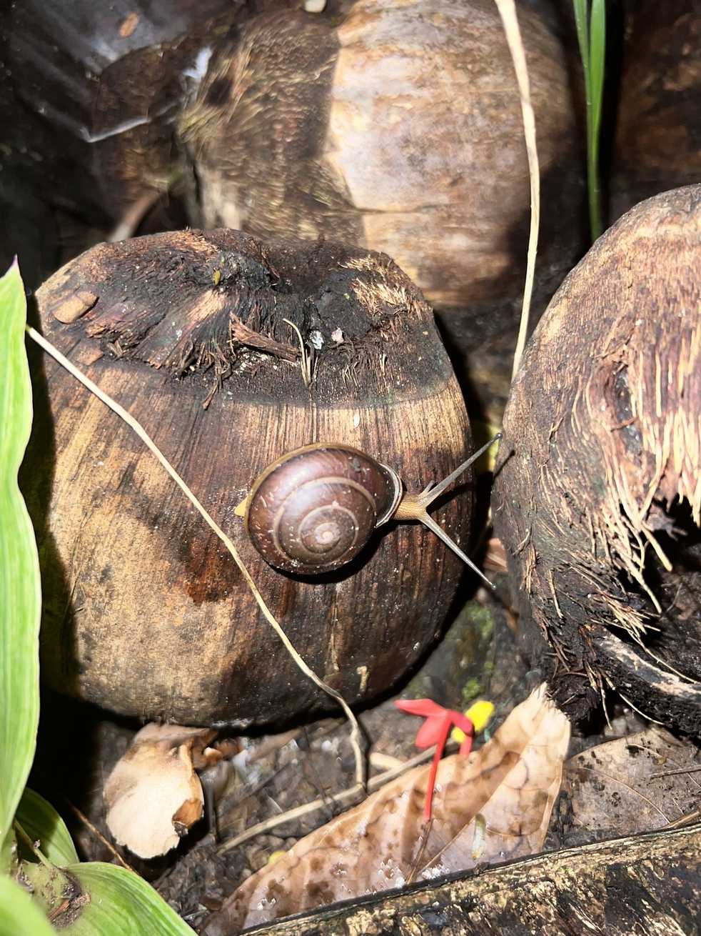 Pleurodonte orbiculata