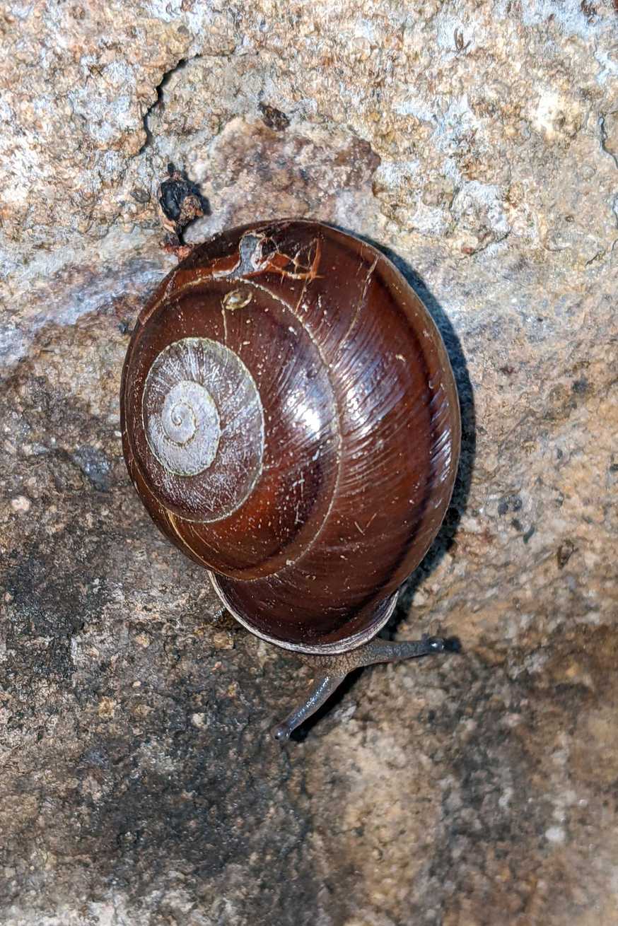 Pleurodonte orbiculata