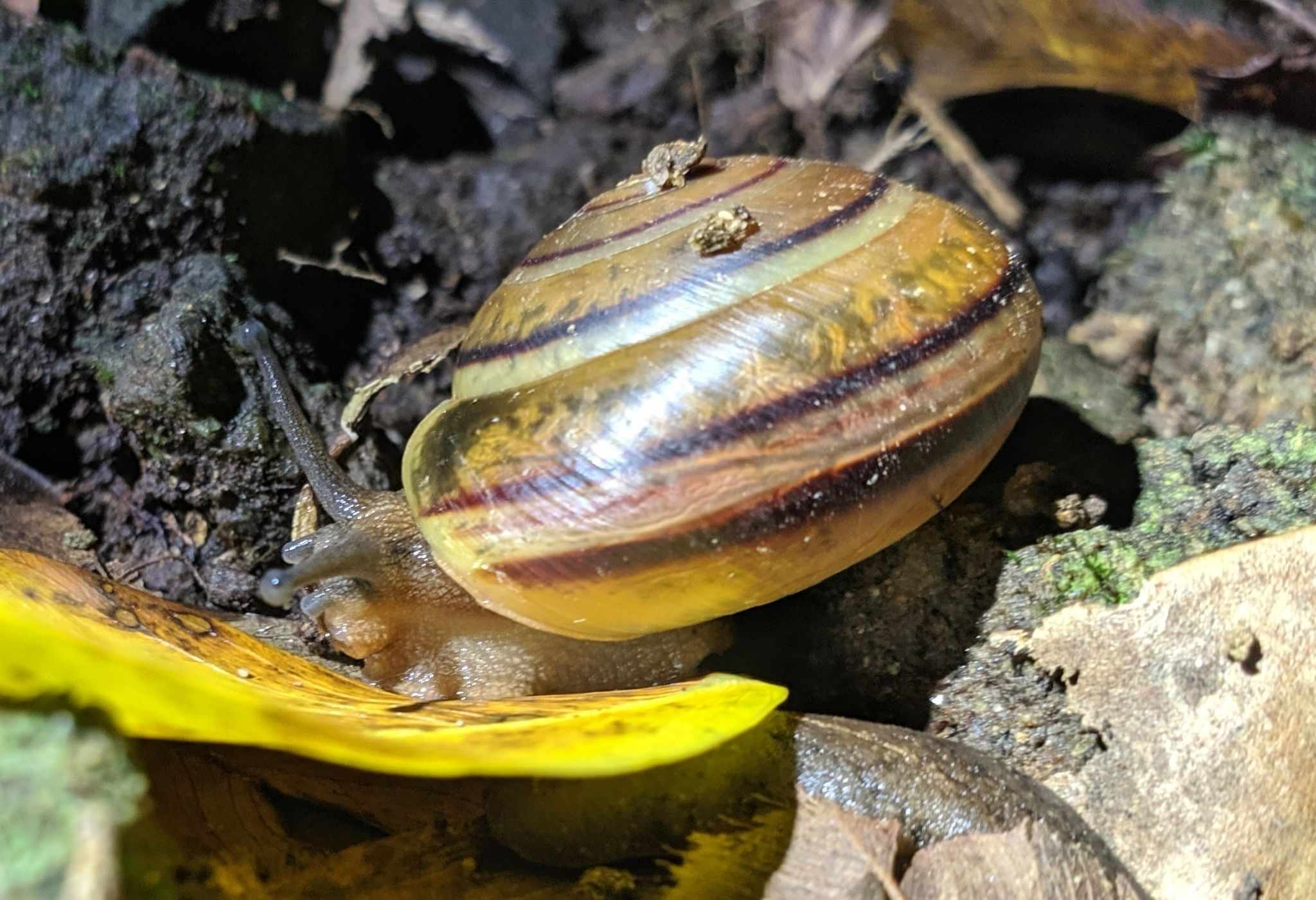 Pleurodonte orbiculata