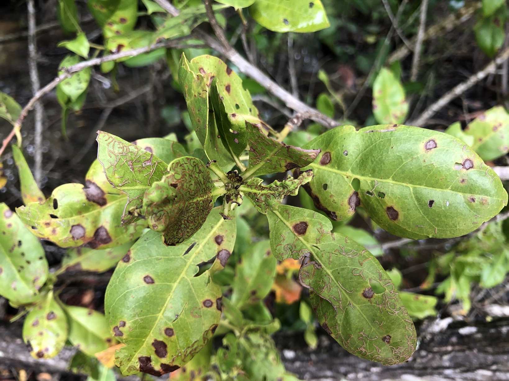 Calonectria cylindrospora