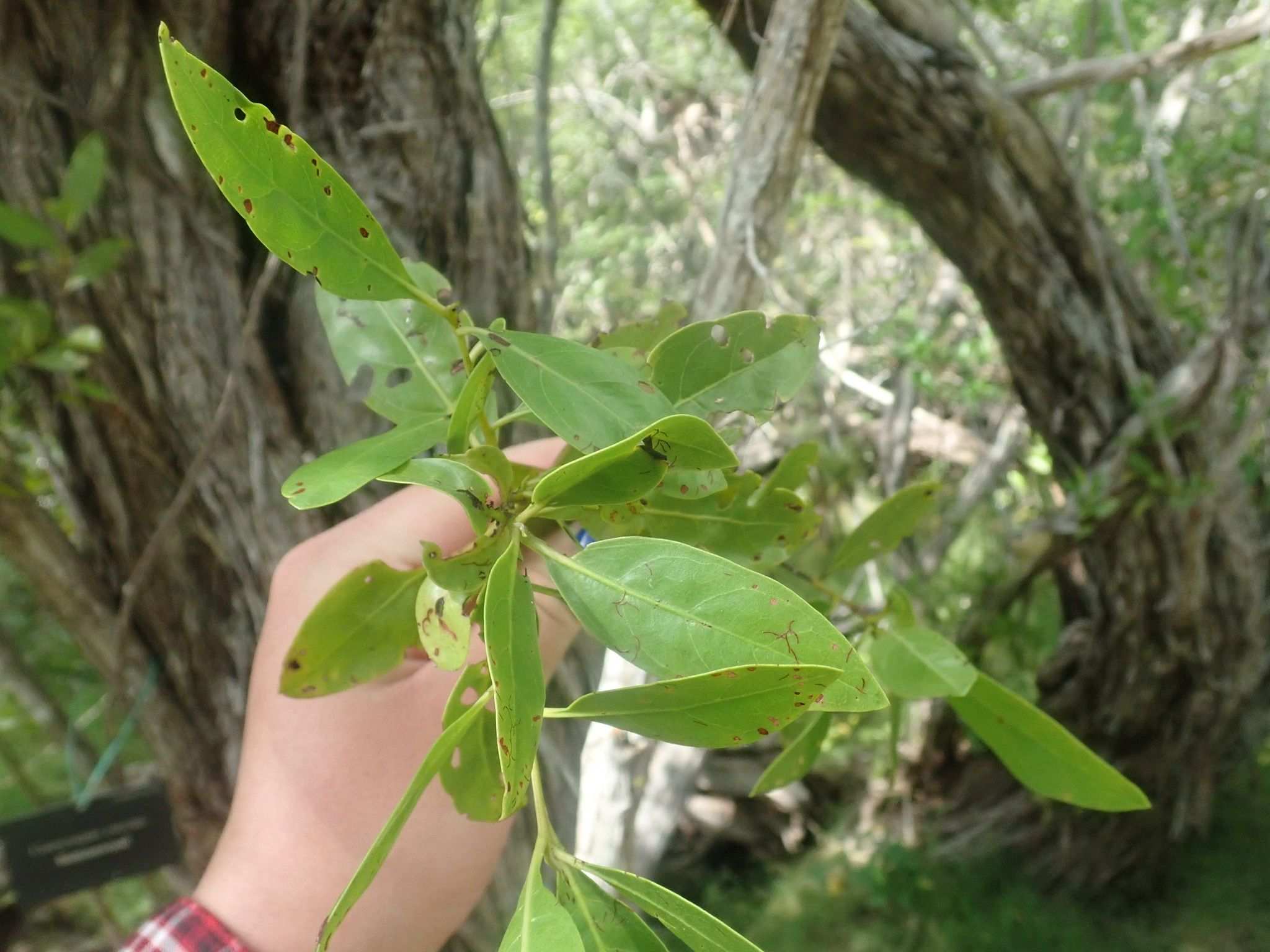 Calonectria cylindrospora