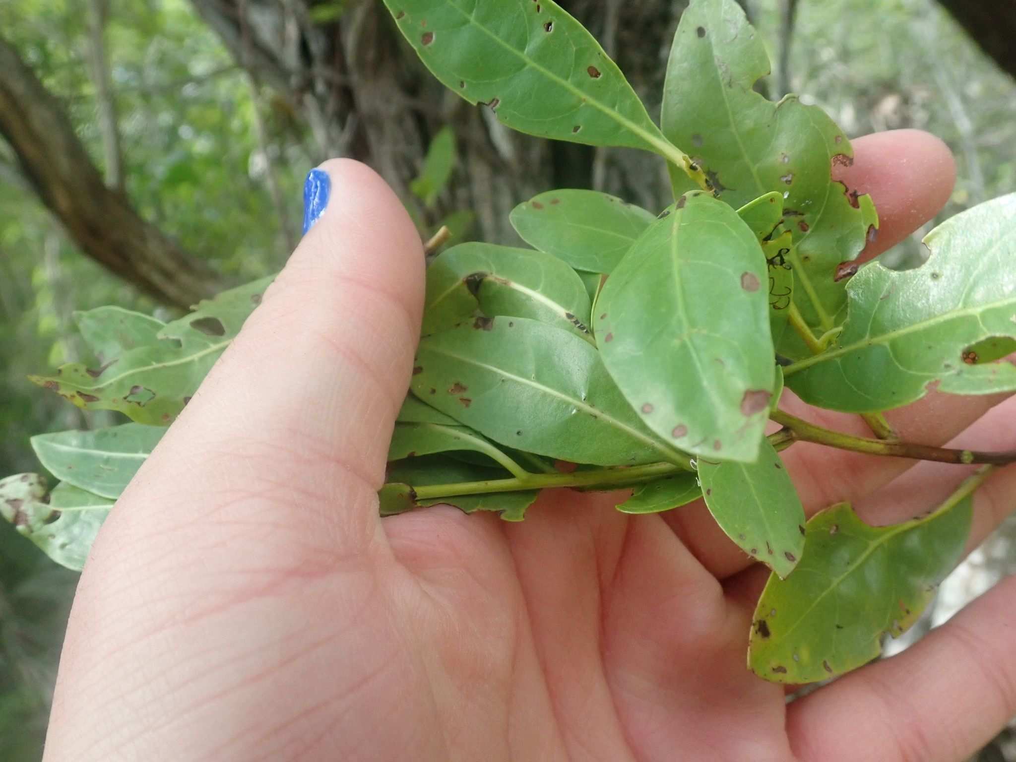 Calonectria cylindrospora