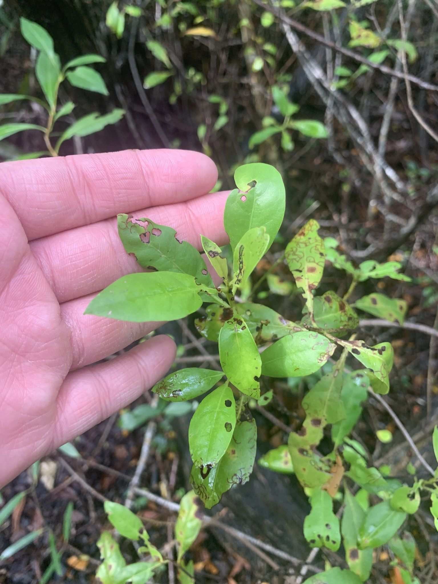 Calonectria cylindrospora