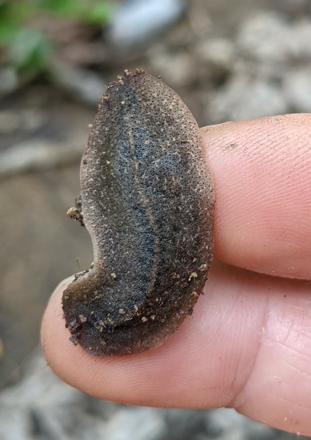 Diplosolenodes