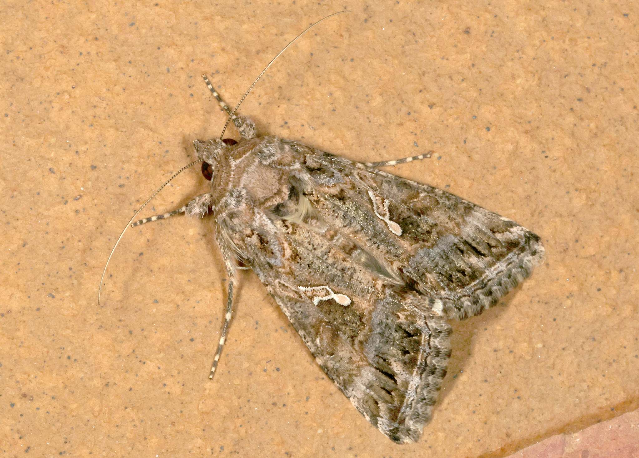 Trichoplusia ni