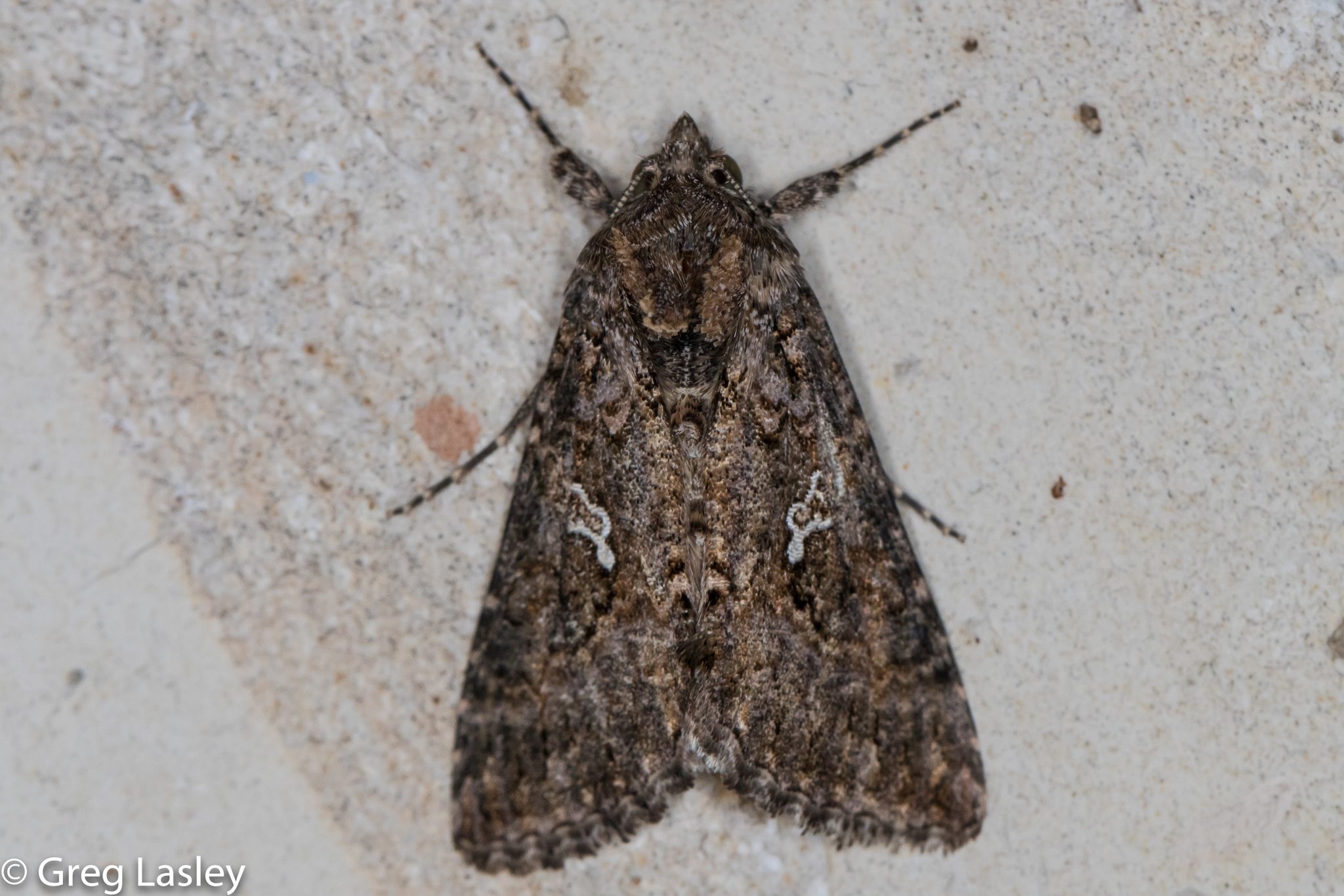 Trichoplusia ni