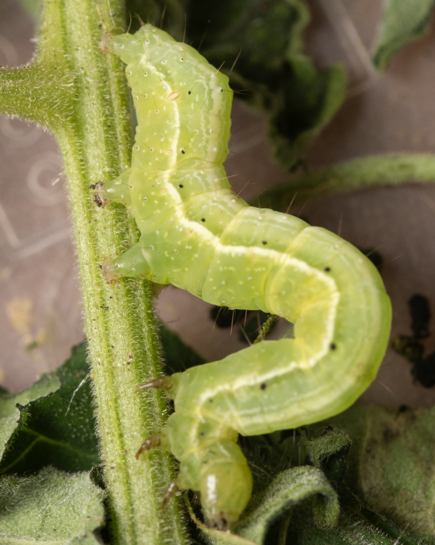 Trichoplusia ni