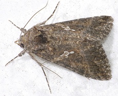 Trichoplusia ni