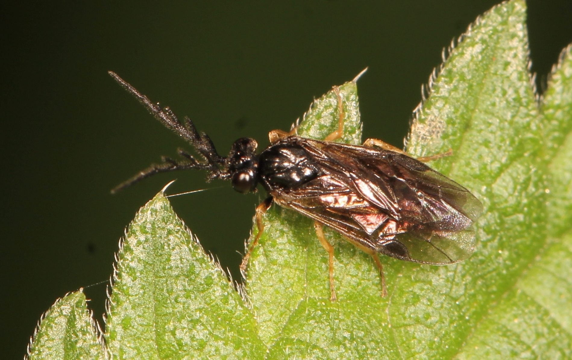 Cladius difformis