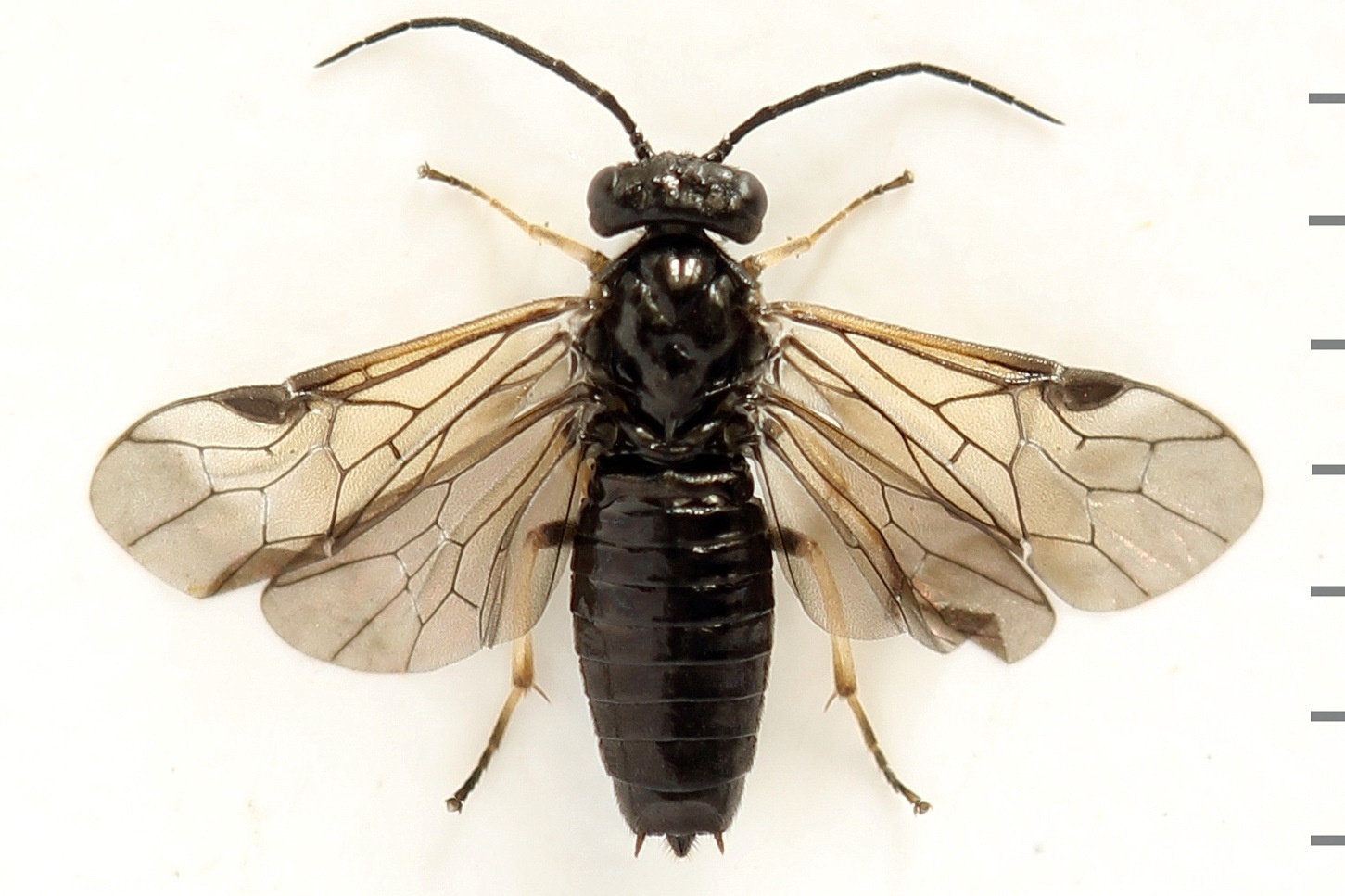 Cladius difformis