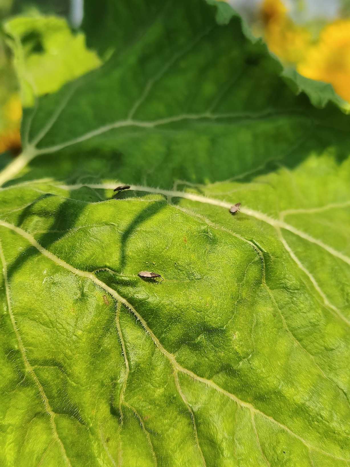 Oxycarenus laetus