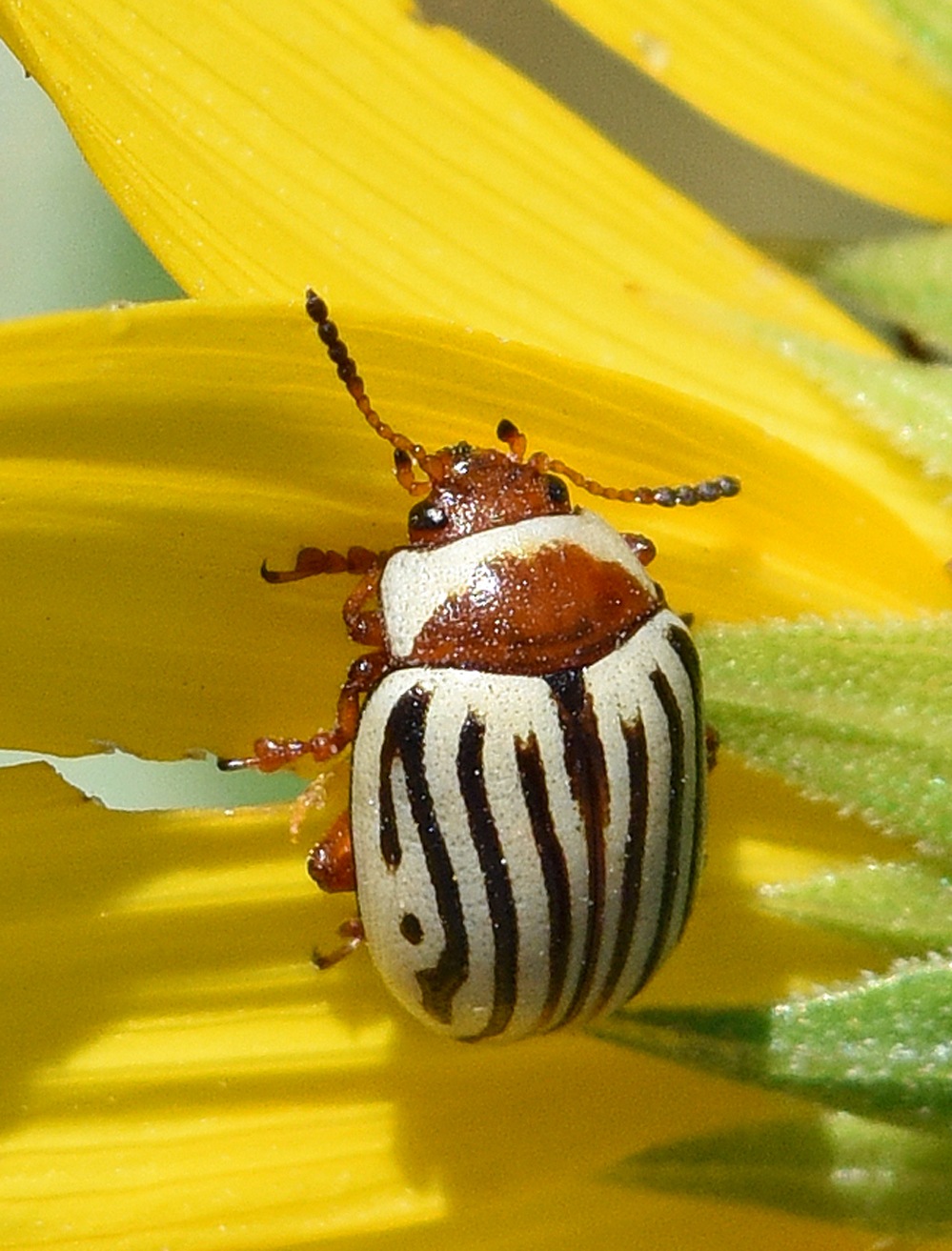 Zygogramma exclamationis