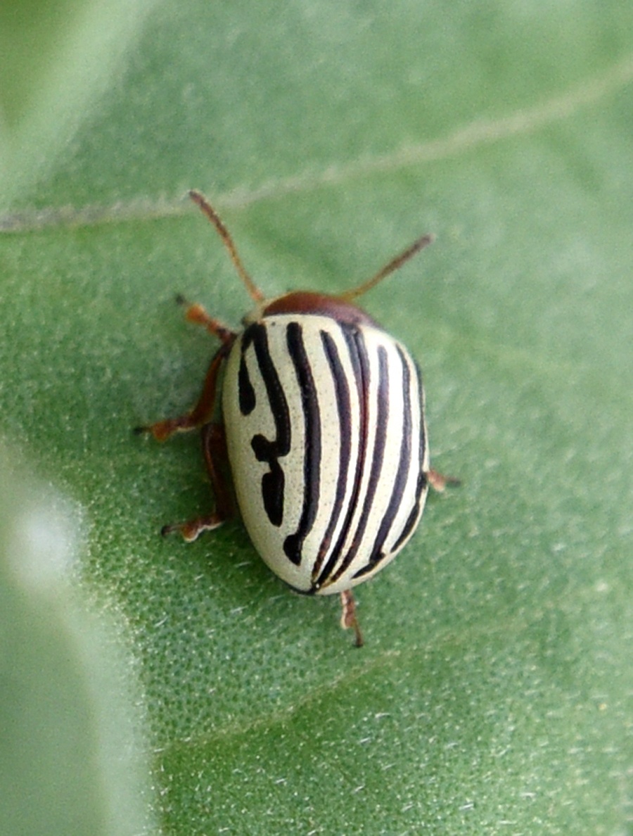 Zygogramma exclamationis