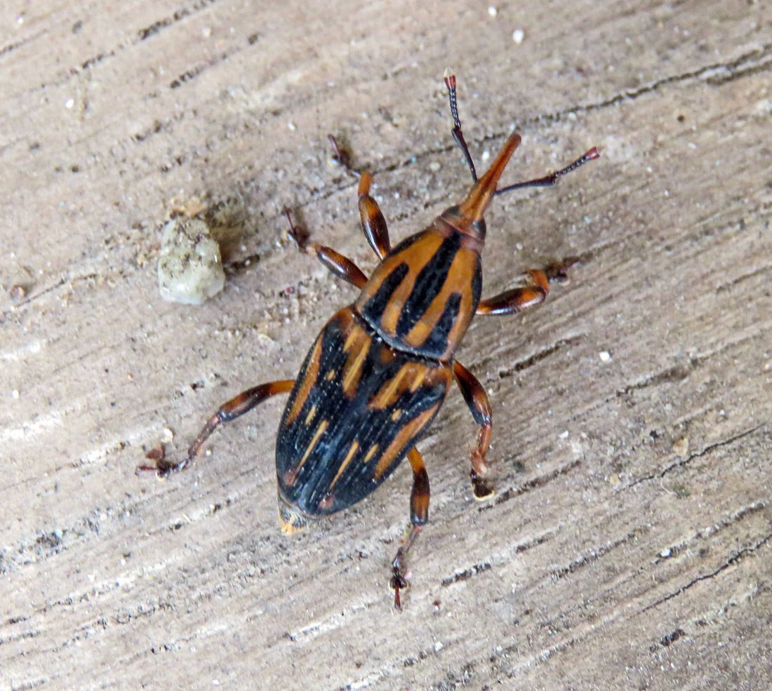 Metamasius hemipterus