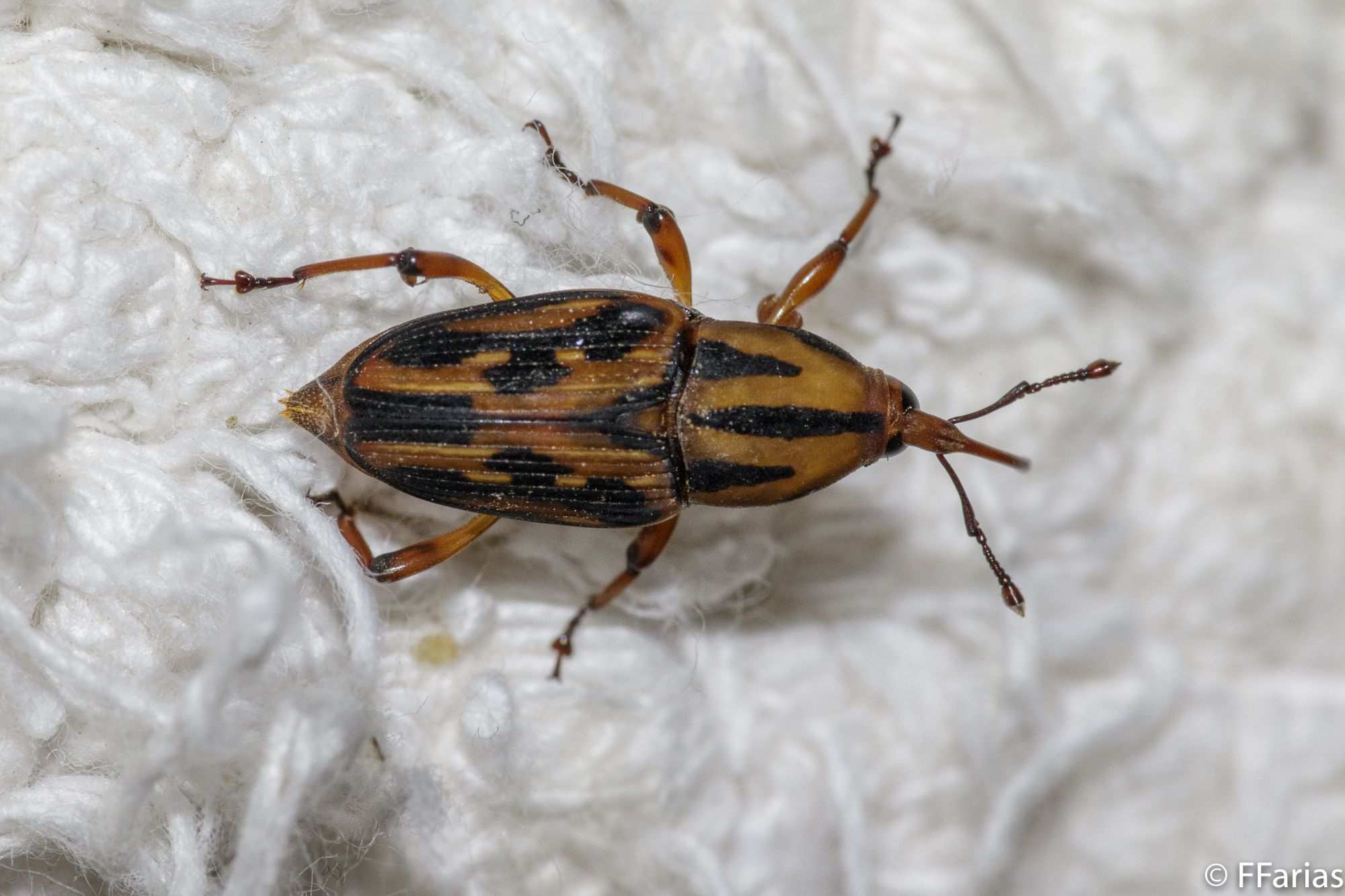 Metamasius hemipterus