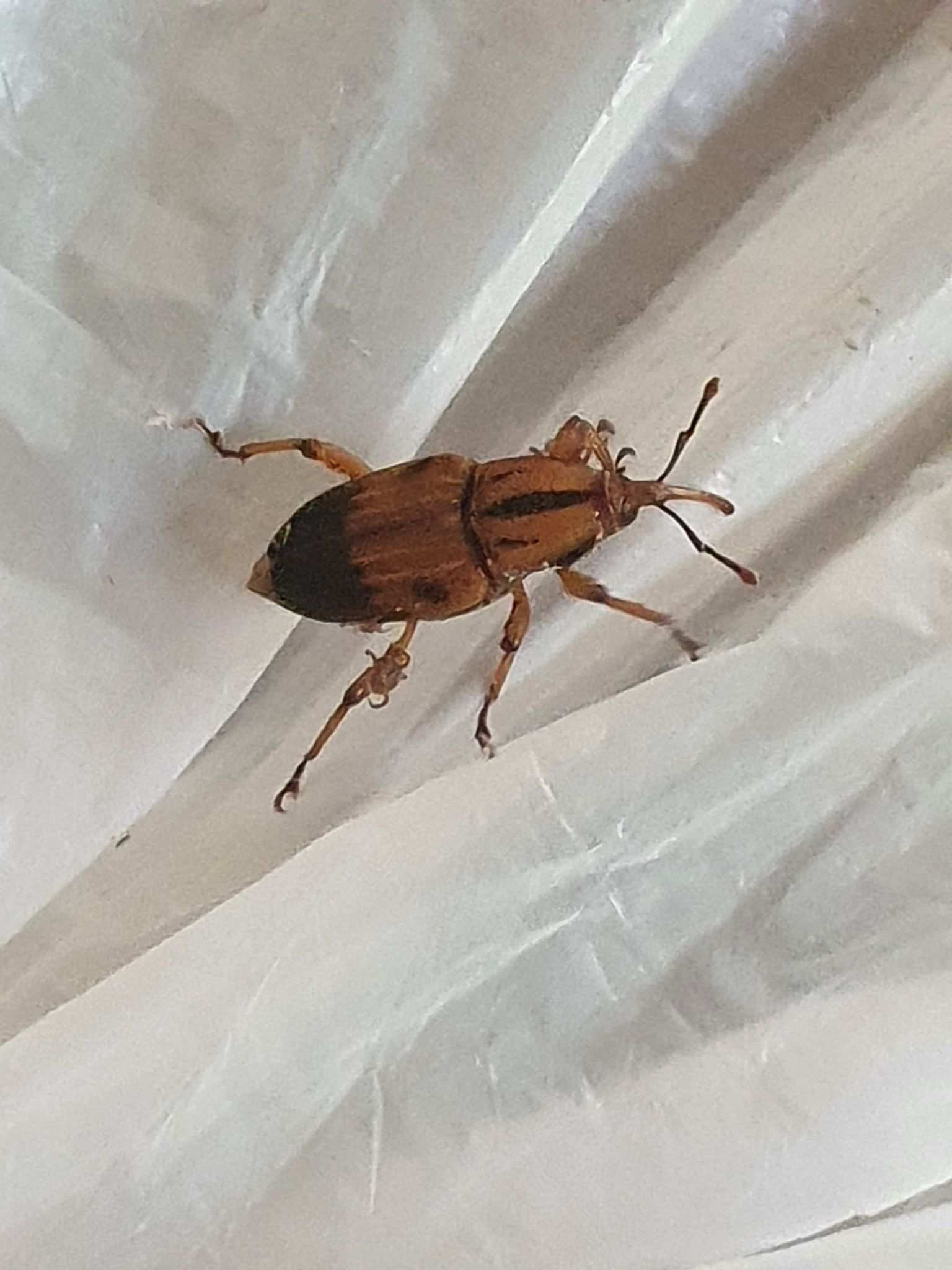 Metamasius hemipterus