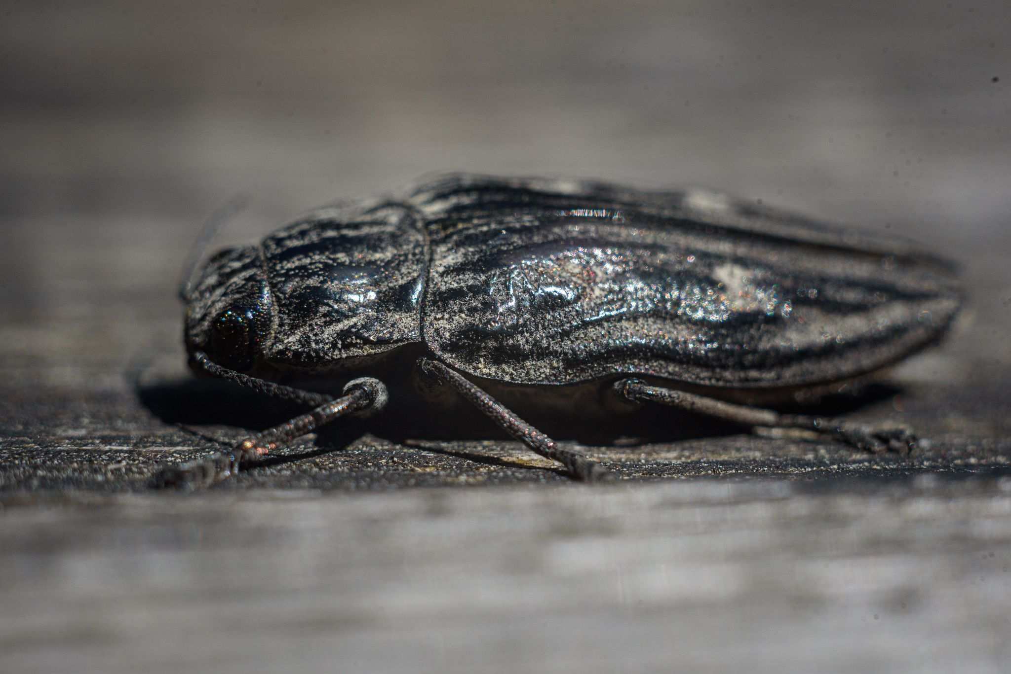 Chalcophora mariana