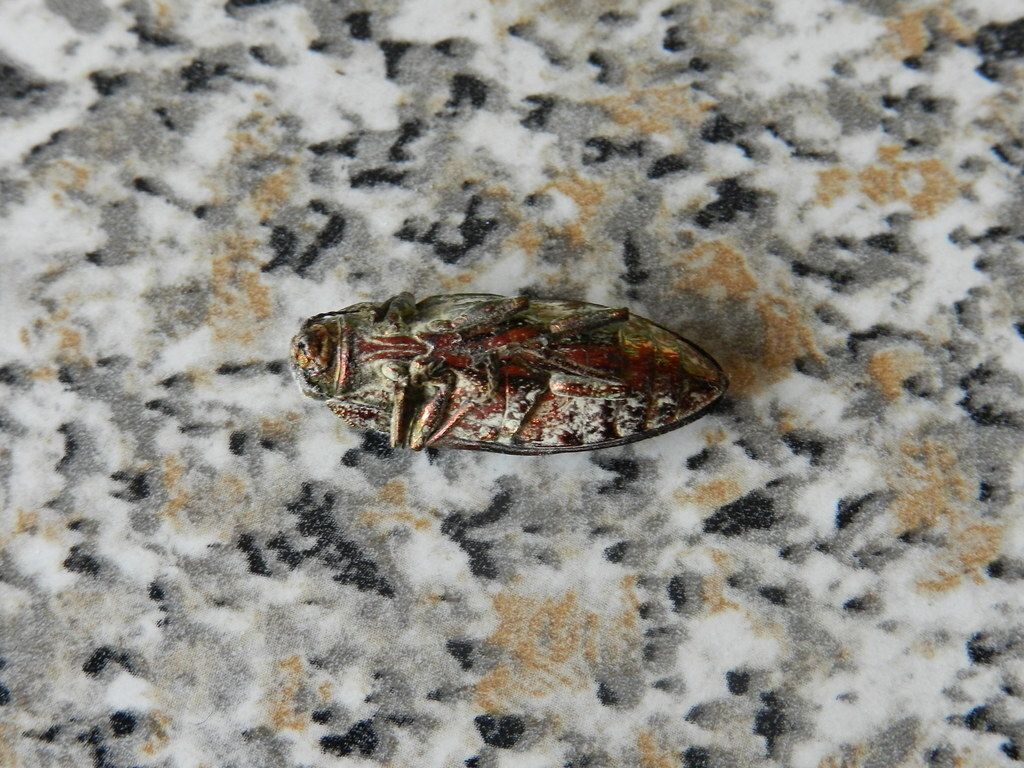 Chalcophora mariana