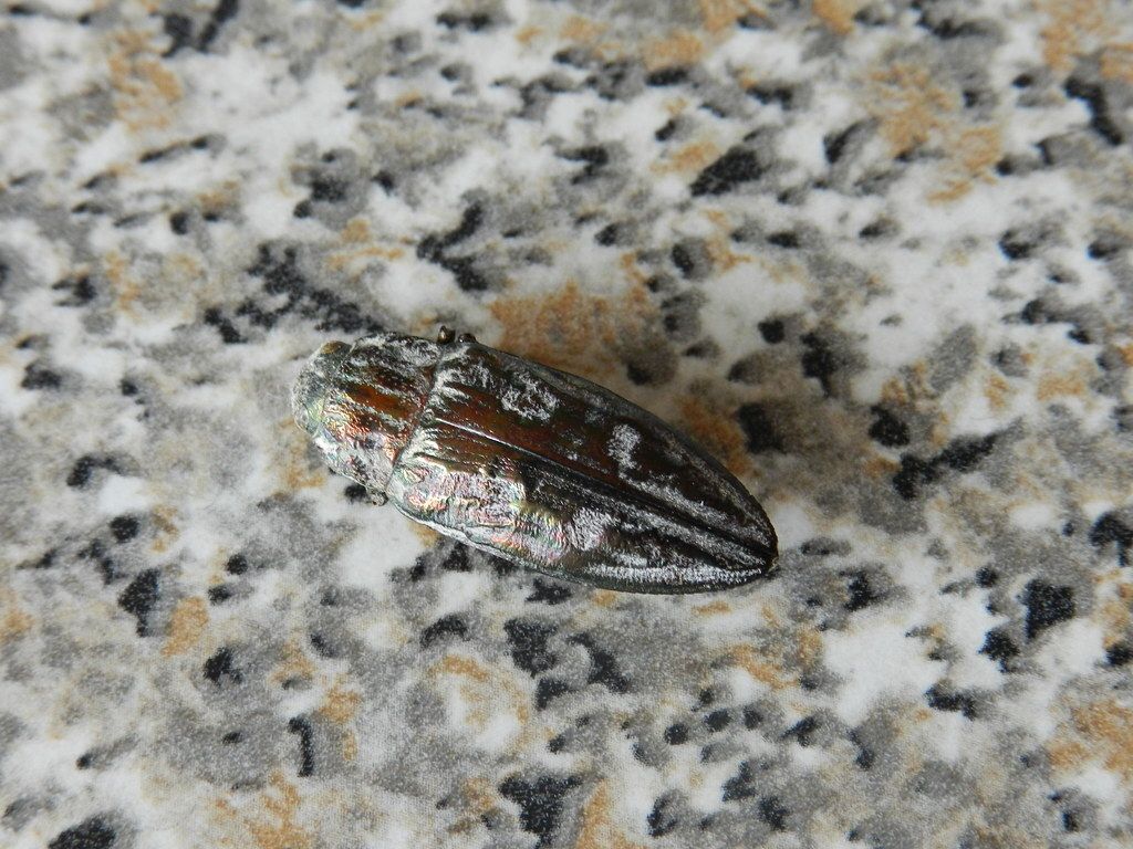 Chalcophora mariana