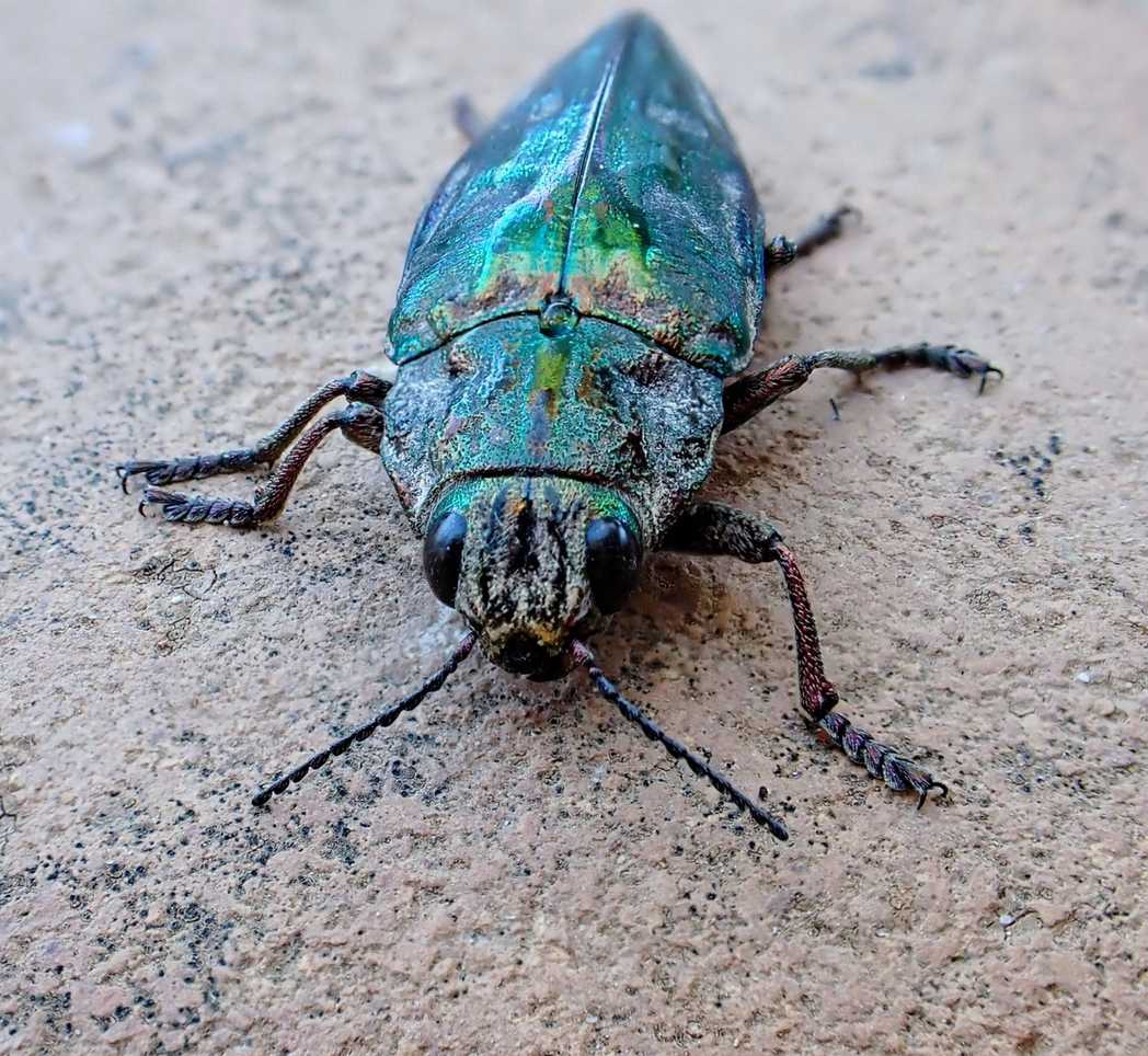 Chalcophora mariana