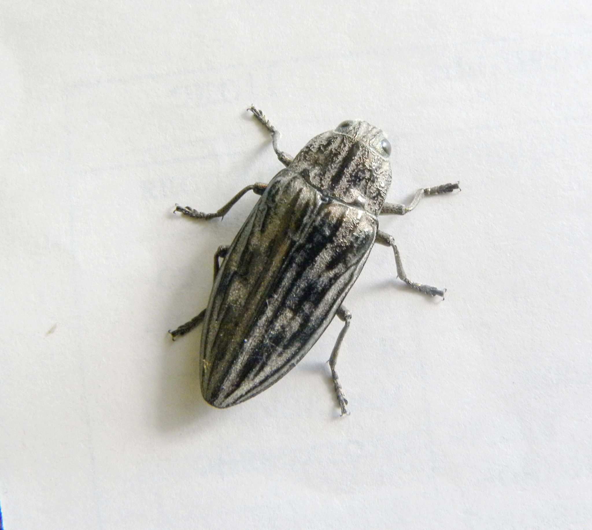 Chalcophora mariana