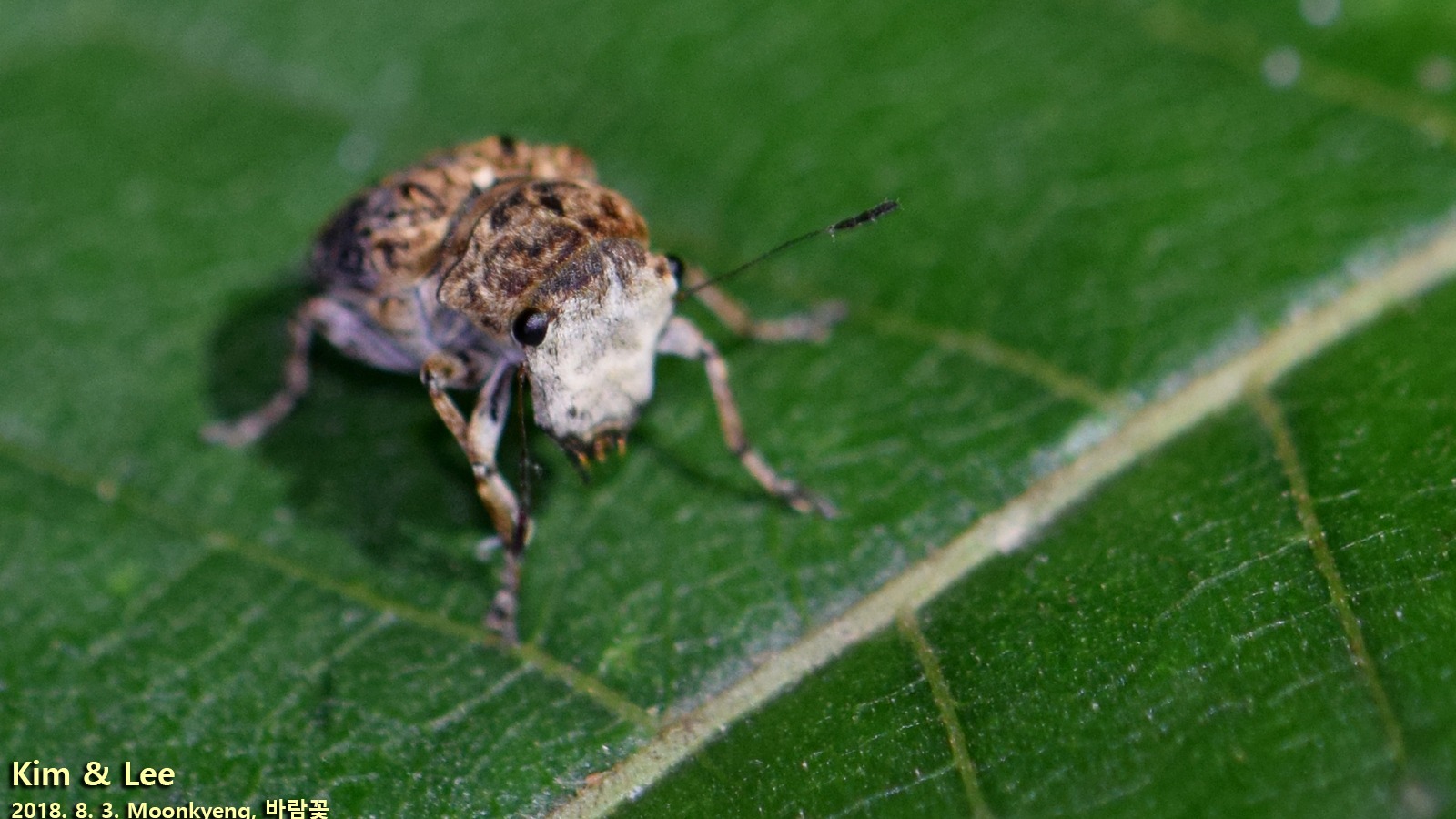 Exechesops
