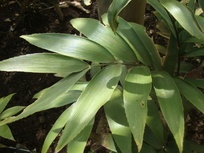 Zamia purpurea