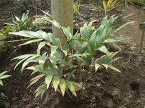 Zamia purpurea