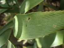 Zamia purpurea