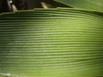 Zamia purpurea