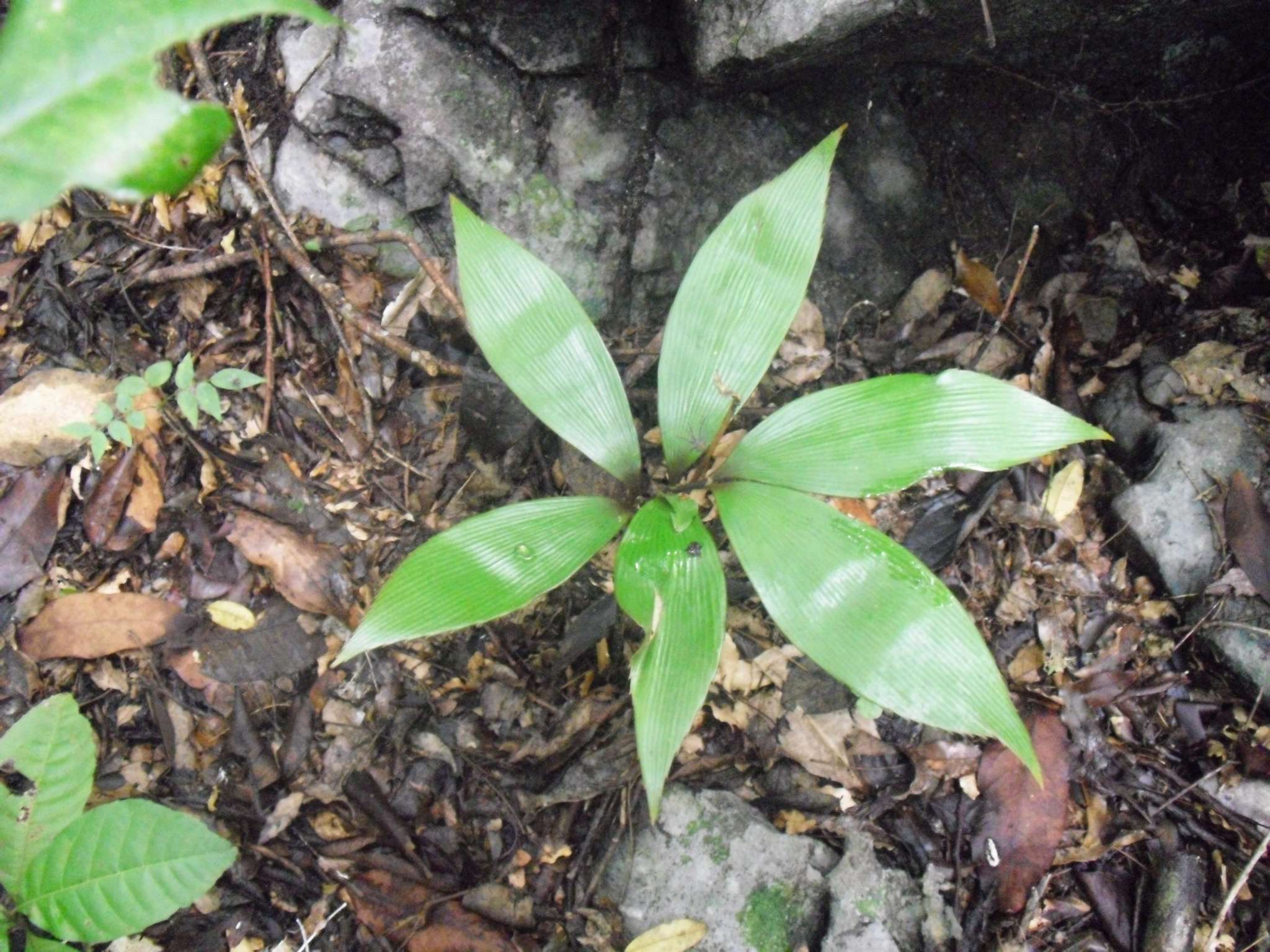 Zamia purpurea